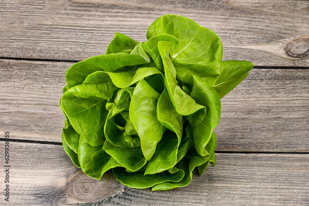 Fototapeta premium Butter lettuce salad green leaves