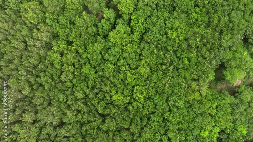 aerial view of dark green forest Abundant natural ecosystems of rainforest. Concept of nature forest preservation and reforestation.
aerial view of dark green forest Abundant natural ecosystems of rainforest. Concept of nature forest preservation and reforestation.