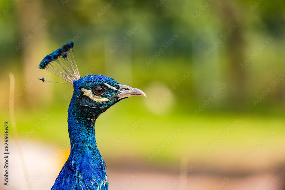 Striking shining head from peacock colorfully isolated Striking shining head from peacock colorfully isolated