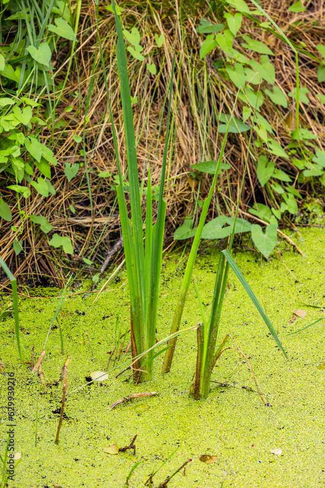 Shore area of lake with grass , reed and duckweed on water surface Shore area of lake with grass , reed and duckweed on water surface