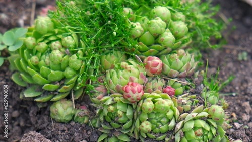 Succulent growing outdoors in a garden rockery at backyard. Landscaping. Blooming Sempervivum calcareum tectorum, Hen and Chicks plant with green, red purple petal tips. Colourful houseleeks. photo