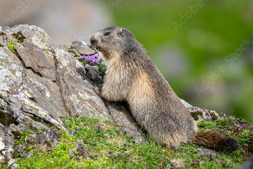 Alpine marmot, Marmota marmota, on a rock. The Fagaras Mountains, Romania.