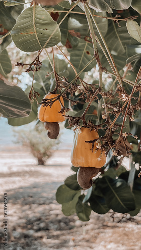 cashew hanging on tree