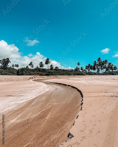 desert beach with river and palm trees
