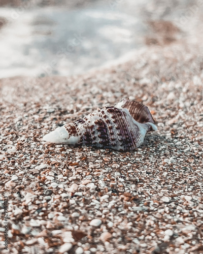 seashell at the sand