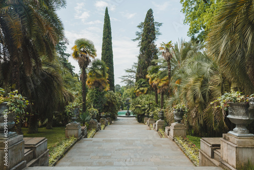 Photos View of the alley with palm trees in the Upper Arboretum Park, Sochi, Adler, Kra