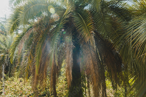 Beautiful Chamaerops humilis palm, European fan or Mediterranean dwarf palm. Arboretum (Adler) Sochi. Close-up of luxurious leaves in the park photo