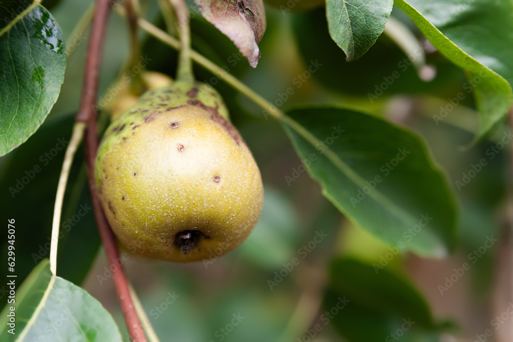 Obraz premium Bad pear. Spoiled pear. Diseased fruits on the tree. Sick fruit trees. Problems of gardening. Selective focus