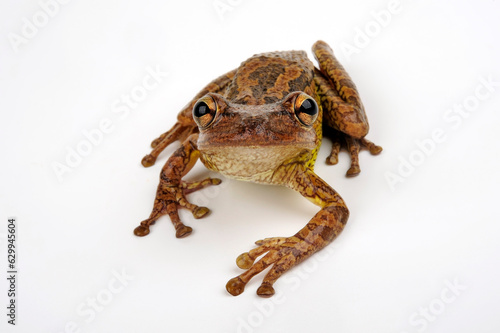 Cuban tree frog // Kuba-Laubfrosch (Osteopilus septentrionalis) photo