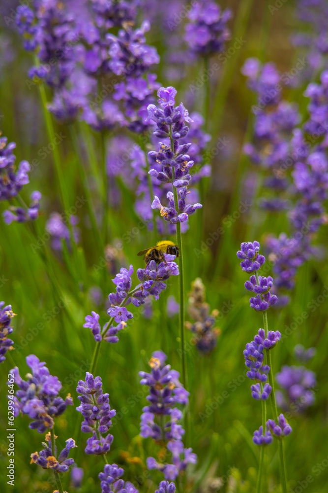 field of lavender field of lavender