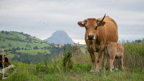 Cow and her calf in a mountain landscape