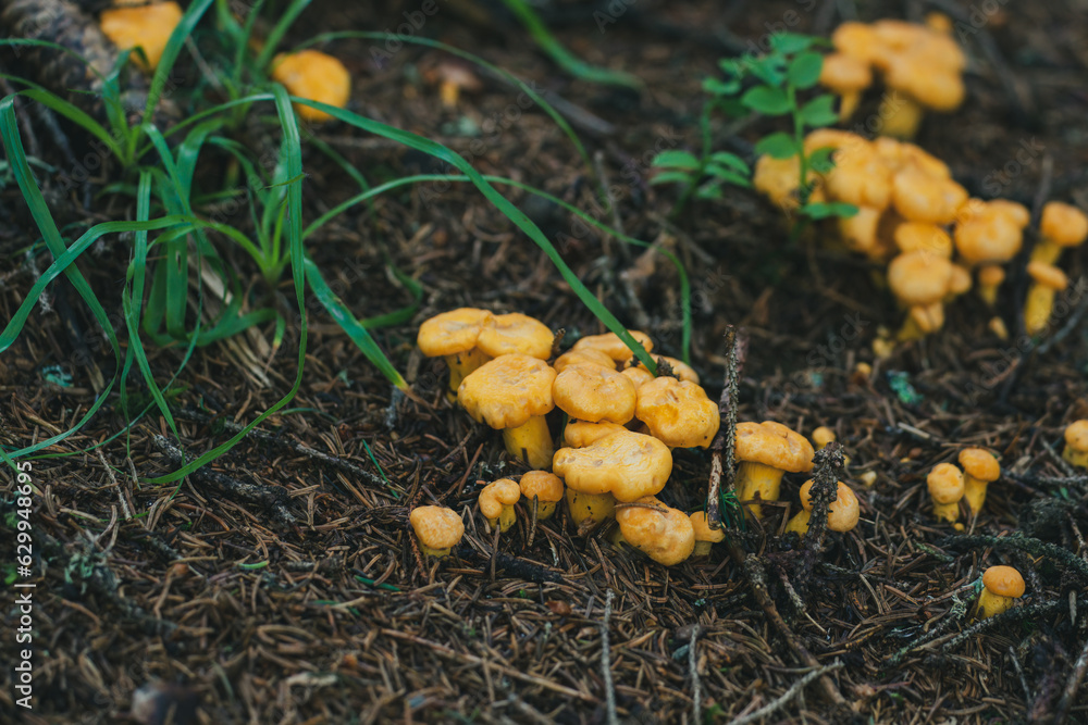 fresh growing chanterelle in the forest on the mountains at a summer morning fresh growing chanterelle in the forest on the mountains at a summer morning