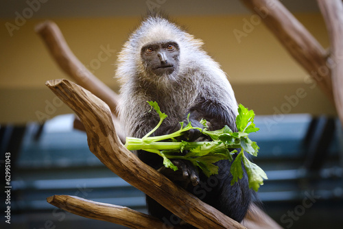 macaque eating vegetables
