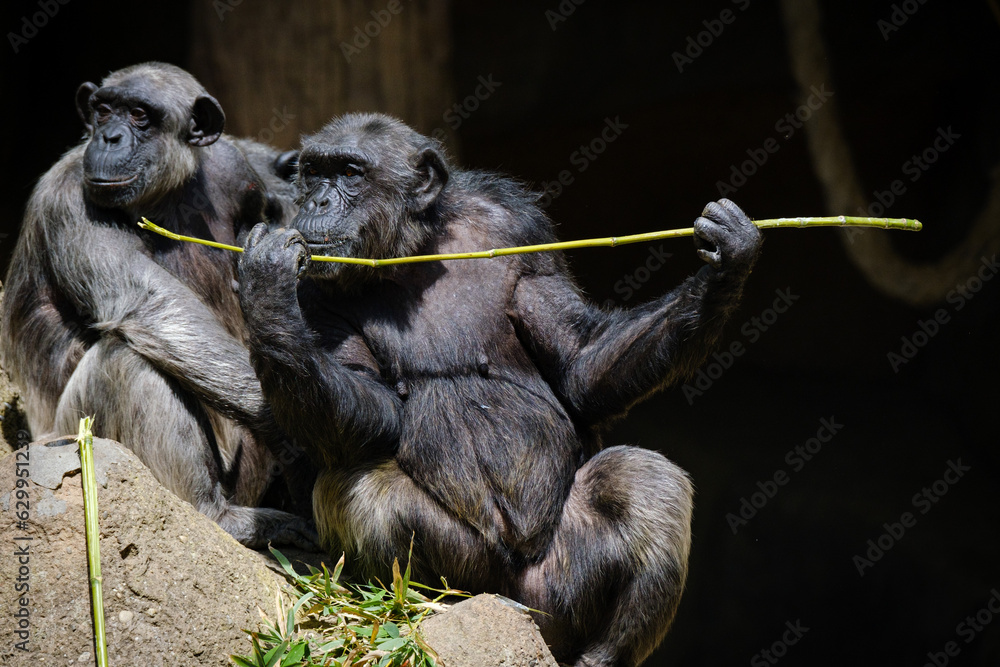 Obraz premium chimpanzee sitting on the rock and eating bamboo