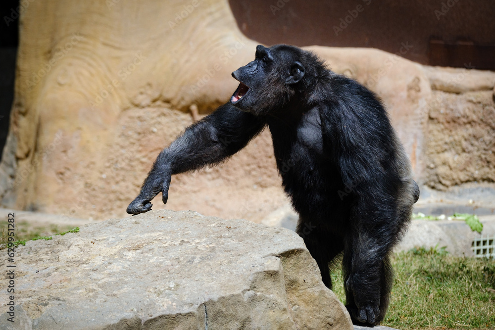 chimpanzee is screaming on each other chimpanzee is screaming on each other