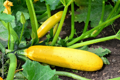 yellow zucchini isolated on the ground in the vegetable garden close up  