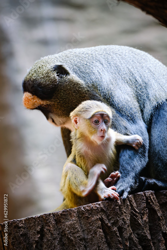 close up of a baby de brazzas monkey with her mom photo