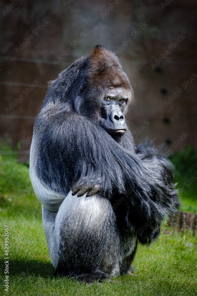 portrait of male primat gorilla in the nature