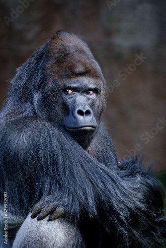 portrait of male primat gorilla in the nature