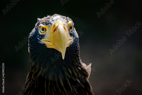 close portrait od stellers sea eagle (pacific sea eagle) photo