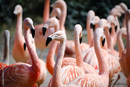 group of flamengos in detail photo