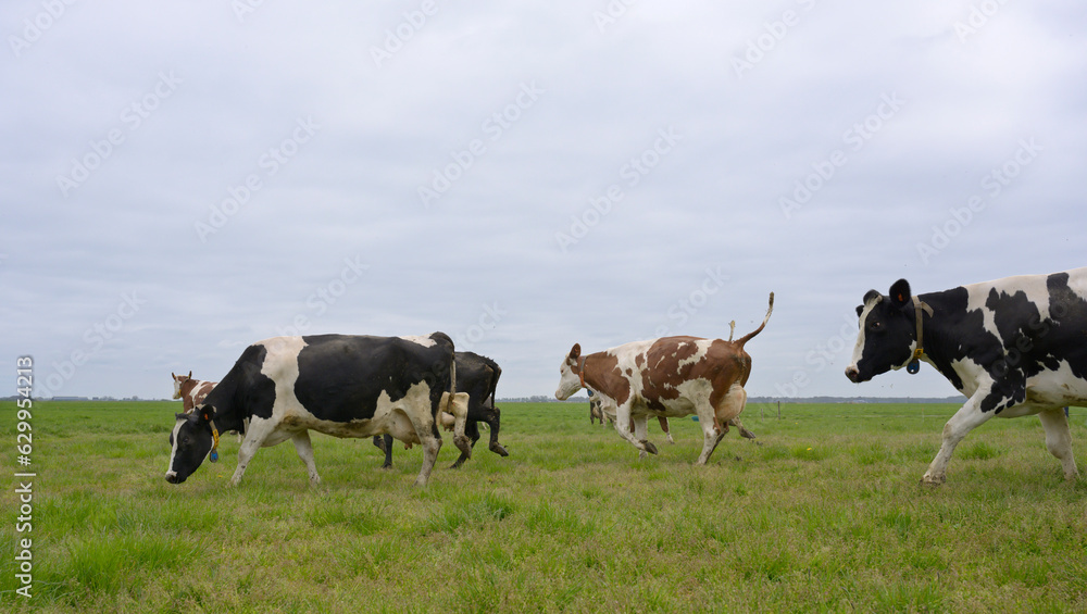 Cows running in grassy field for the first time after winter Cows running in grassy field for the first time after winter