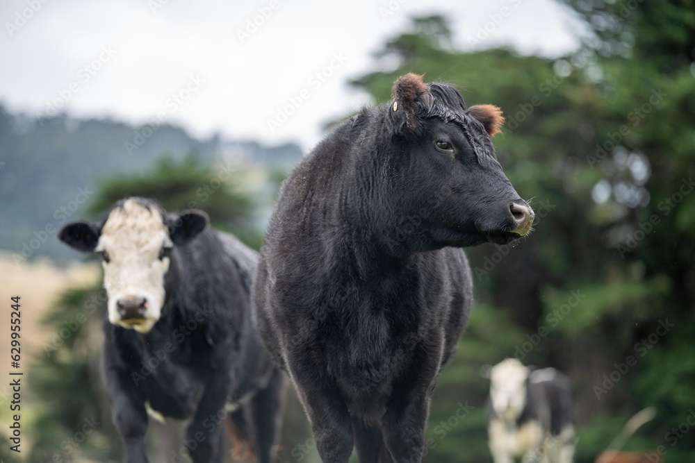 Close up of a black cows face in a field on a farm in the rain