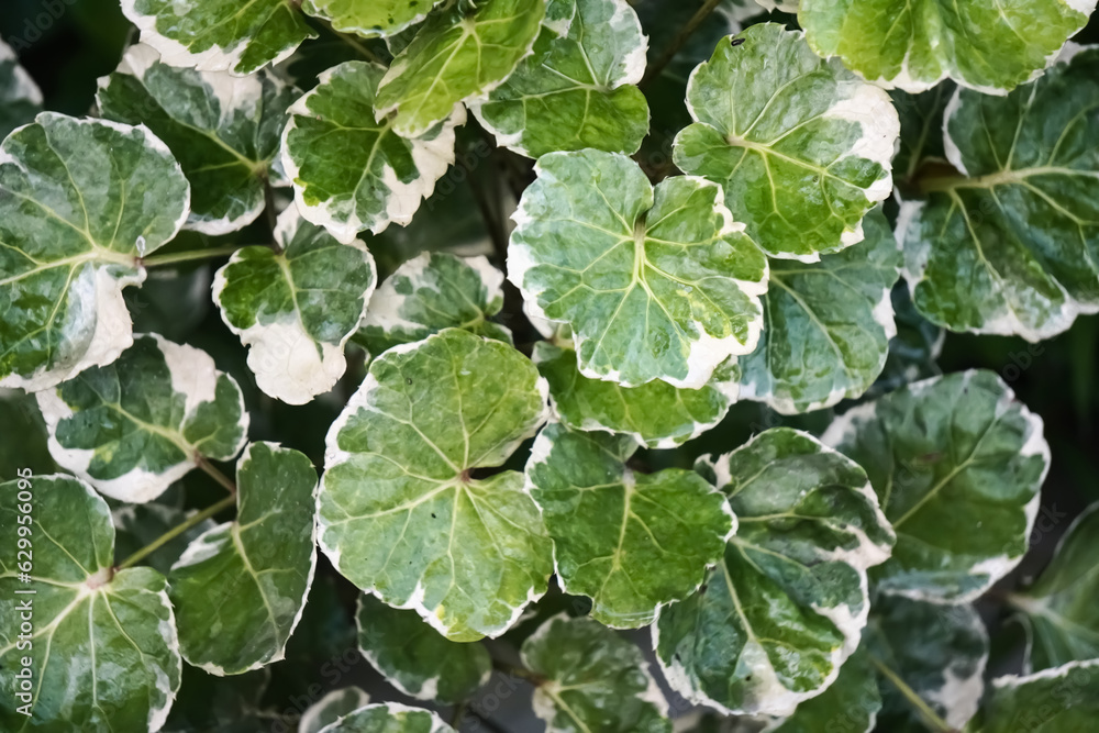 A green polyscious shrub growing by itself on the roadside in India. A green polyscious shrub growing by itself on the roadside in India.