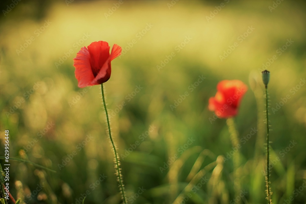 Summer field of red poppies in bright evening light. Summer field of red poppies in bright evening light.