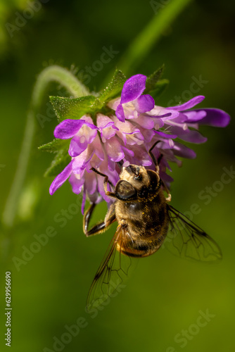 Macro insecte
