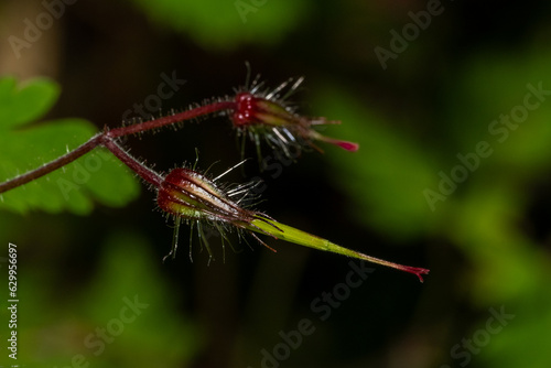 Macro Plante 13