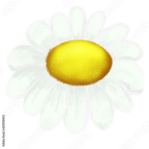 camomile