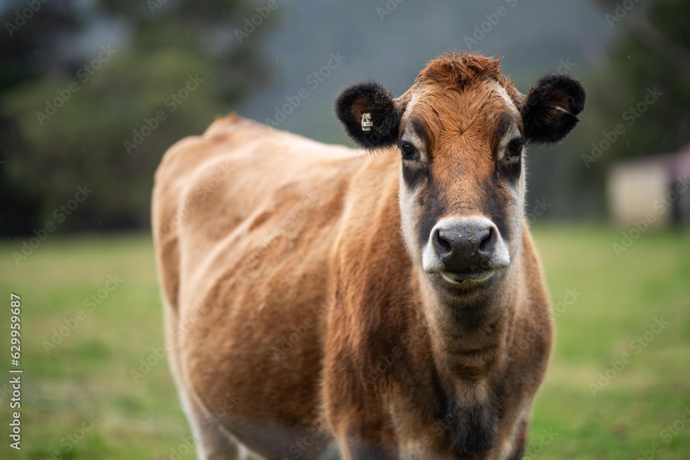 Close up of a black cows face in a field on a farm in the rain Close up of a black cows face in a field on a farm in the rain