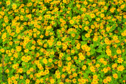 The flowers of Melampodium divaricatum also known as Hierba Aguada, Goldenbutton photo