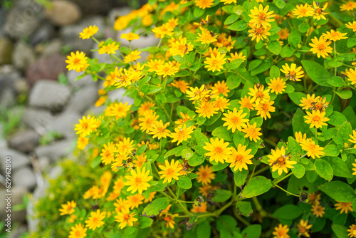 The flowers of Melampodium divaricatum also known as Hierba Aguada, Goldenbutton photo