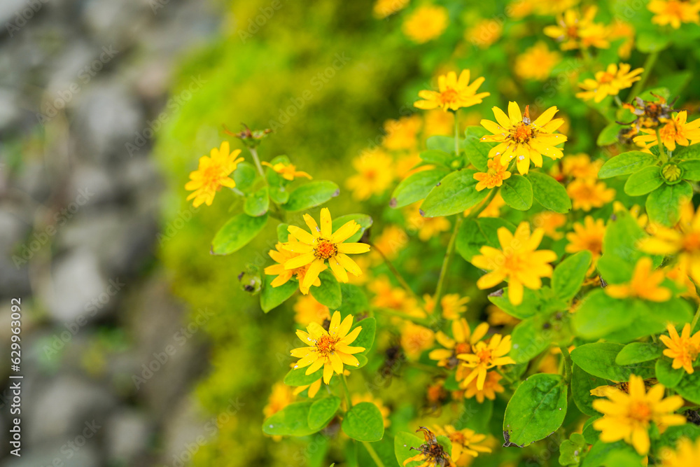 The flowers of Melampodium divaricatum also known as Hierba Aguada, Goldenbutton The flowers of Melampodium divaricatum also known as Hierba Aguada, Goldenbutton