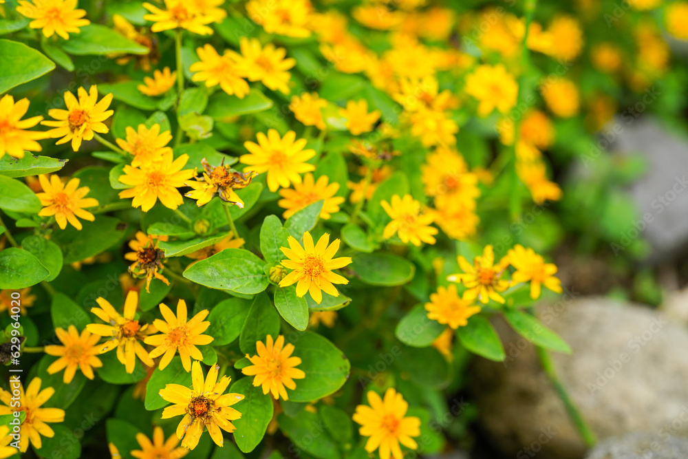The flowers of Melampodium divaricatum also known as Hierba Aguada, Goldenbutton The flowers of Melampodium divaricatum also known as Hierba Aguada, Goldenbutton