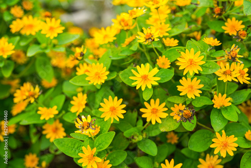 The flowers of Melampodium divaricatum also known as Hierba Aguada, Goldenbutton photo