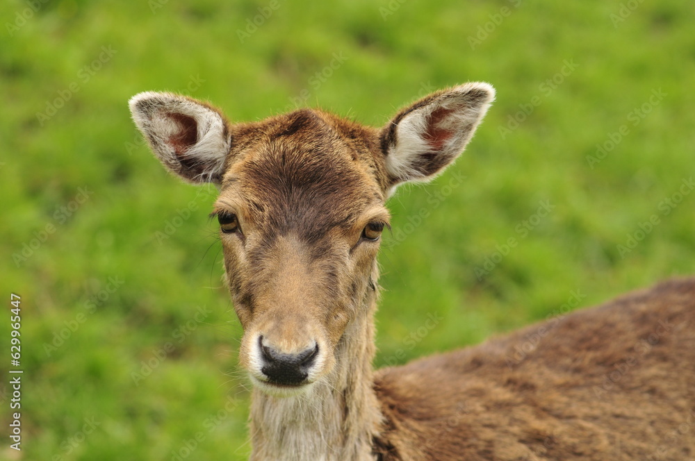 deer in the grass looking in the camera