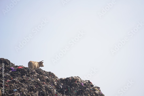 Large mountains of garbage piled up at the Piyungan final disposal site, cows are seen daydreaming. Waste management emergency in Yogyakarta. photo