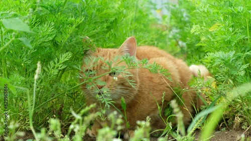 Lazy domestic ginger cat hunting hiding in the garden bed with carrot.
