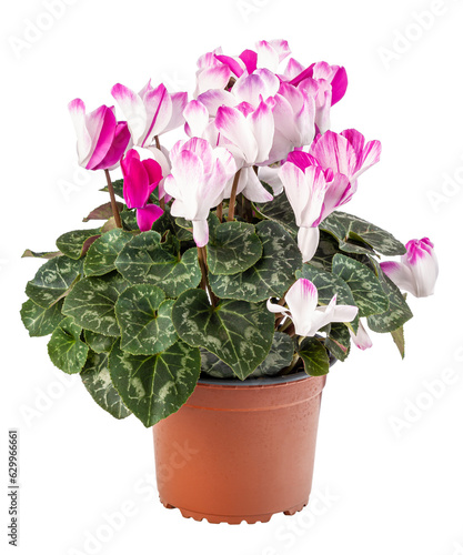 Potted white and pink cyclamen flowers photo