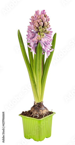 Beautiful pink hyacinth flower
