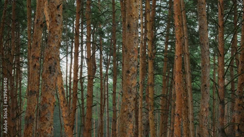 Pine forest in rainy summer day. Pine rain forest with cloudy sky, trees sway in wind. Evergreen pine trees forest during a wet season. Rainfall raining in the background calming and relaxing atmosphe Pine forest in rainy summer day. Pine rain forest with cloudy sky, trees sway in wind. Evergreen pine trees forest during a wet season. Rainfall raining in the background calming and relaxing atmosphe