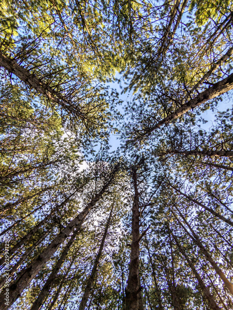 Fototapeta premium Low angle view of tall trees in forest. 