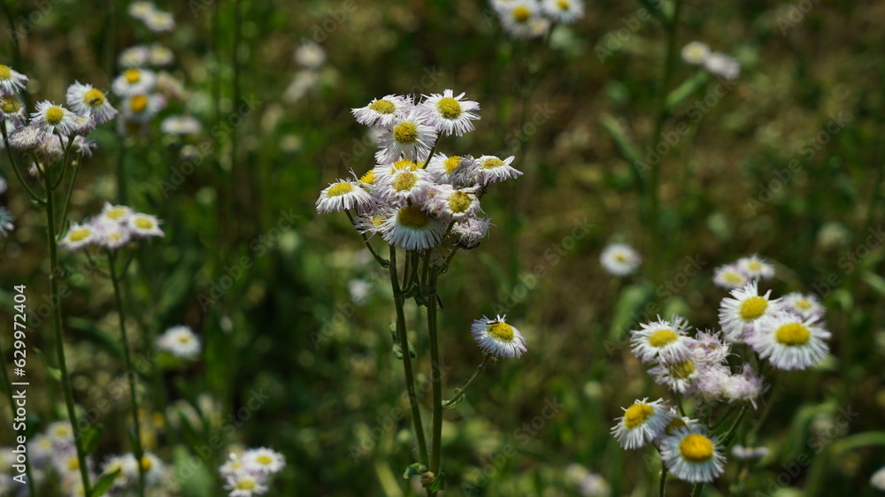 White Flower Erigeron philadelphicus on the garden