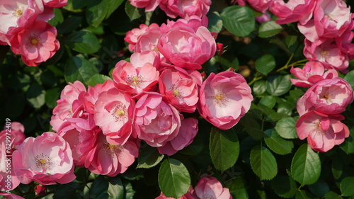 Pink angela rose flowers in the garden photo