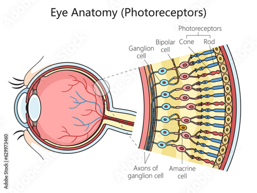 Human eye photoreceptor cell structure scheme diagram schematic vector illustration. Medical science educational illustration photo