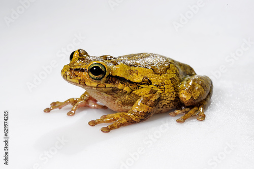 Cuban tree frog // Kuba-Laubfrosch (Osteopilus septentrionalis)