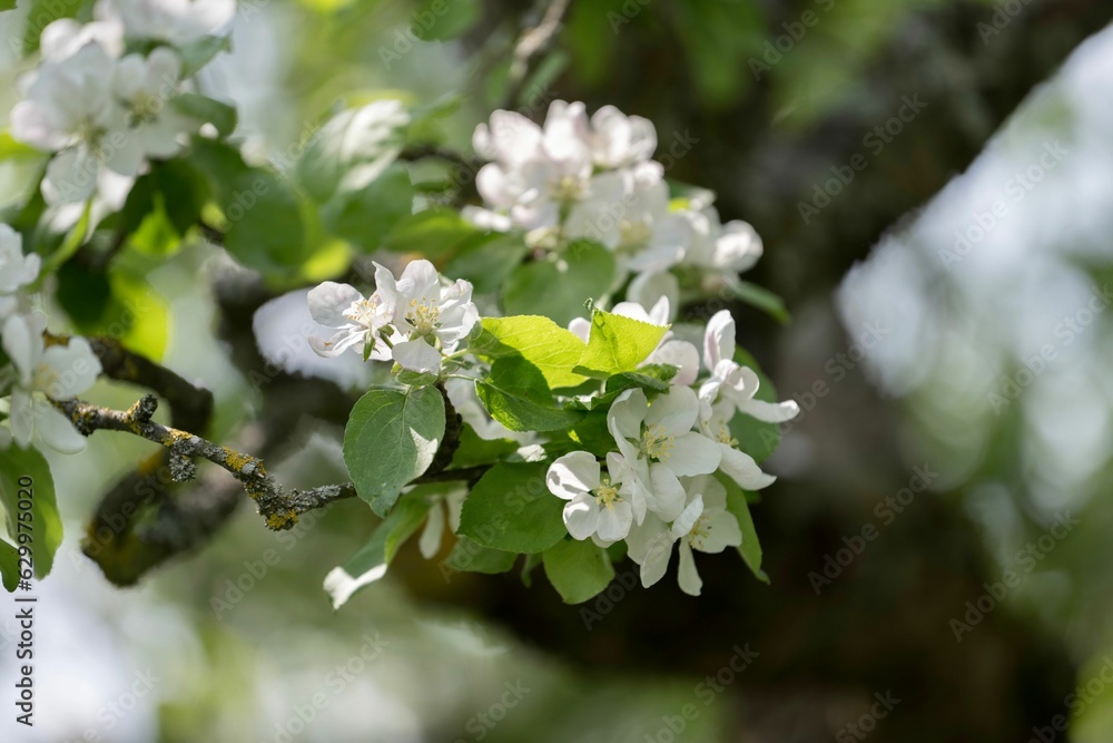 Closeup of tree branch with blooming flowers Closeup of tree branch with blooming flowers